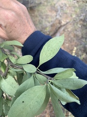 Psydrax oleifolia