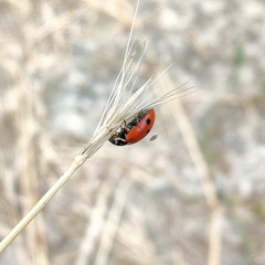 Hippodamia variegata