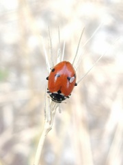 Hippodamia variegata