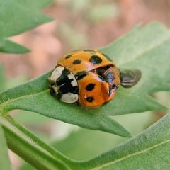 Harmonia axyridis