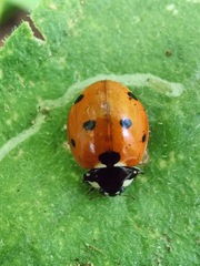 Coccinella septempunctata