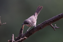 Curruca hortensis