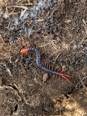 Cormocephalus nitidus