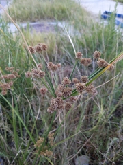 Cyperus pseudovegetus