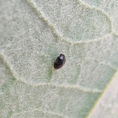 Coccinellidae