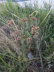 Cyperus pseudovegetus