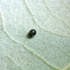 Coccinellidae