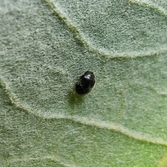 Coccinellidae