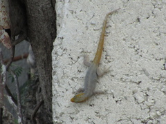 Gonatodes albogularis notatus