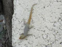 Gonatodes albogularis notatus