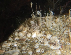 Eubranchus olivaceus