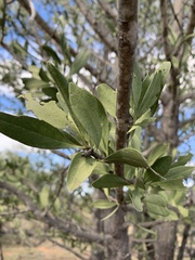 Psydrax oleifolia