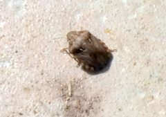 Eurygaster testudinaria