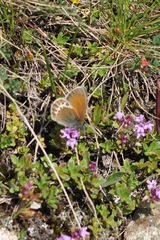 Coenonympha gardetta