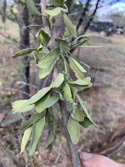 Psydrax oleifolia