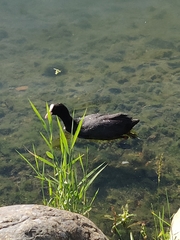Fulica atra