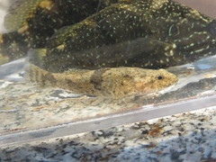 Odontobutis platycephala