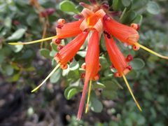 Lambertia inermis inermis