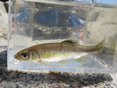 Nipponocypris temminckii