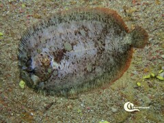 Zeugopterus punctatus