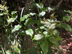 Ilex pedunculosa