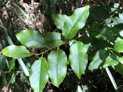 Ilex pedunculosa