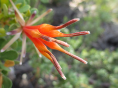 Lambertia inermis inermis