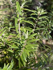 Alvesia rosmarinifolia image