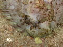 Zeugopterus punctatus