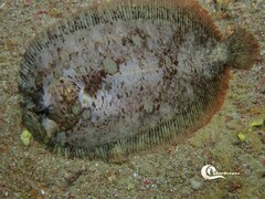 Zeugopterus punctatus