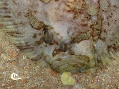 Zeugopterus punctatus