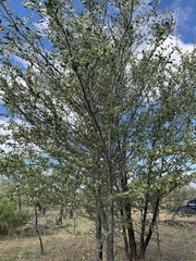 Psydrax oleifolia