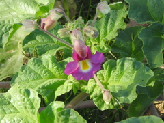 Proboscidea louisianica fragrans
