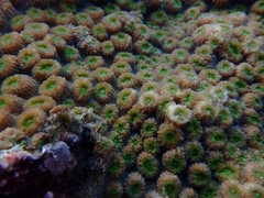 Echinopora hirsutissima