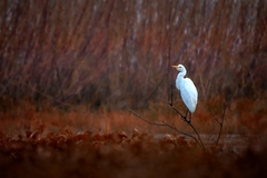 Bubulcus ibis