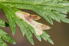 Calycomyza artemisiae