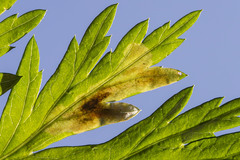 Calycomyza artemisiae