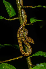 Craspedocephalus malabaricus