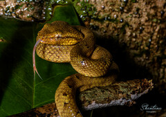 Craspedocephalus malabaricus