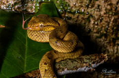 Craspedocephalus malabaricus