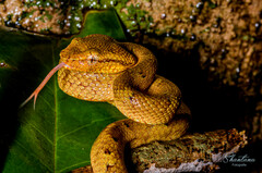 Craspedocephalus malabaricus