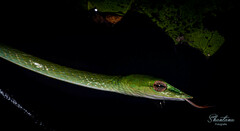 Ahaetulla farnsworthi