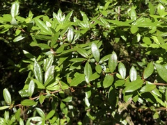 Berberis nantoensis