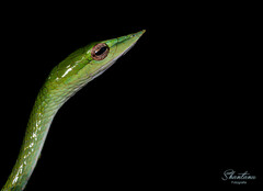 Ahaetulla farnsworthi