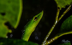 Ahaetulla farnsworthi