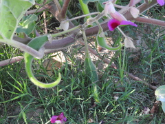 Proboscidea louisianica fragrans