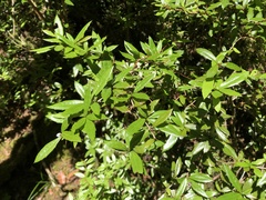Berberis nantoensis