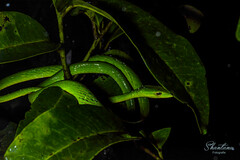 Ahaetulla farnsworthi