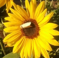 Plagiomimicus spumosum