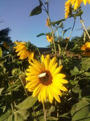 Plagiomimicus spumosum